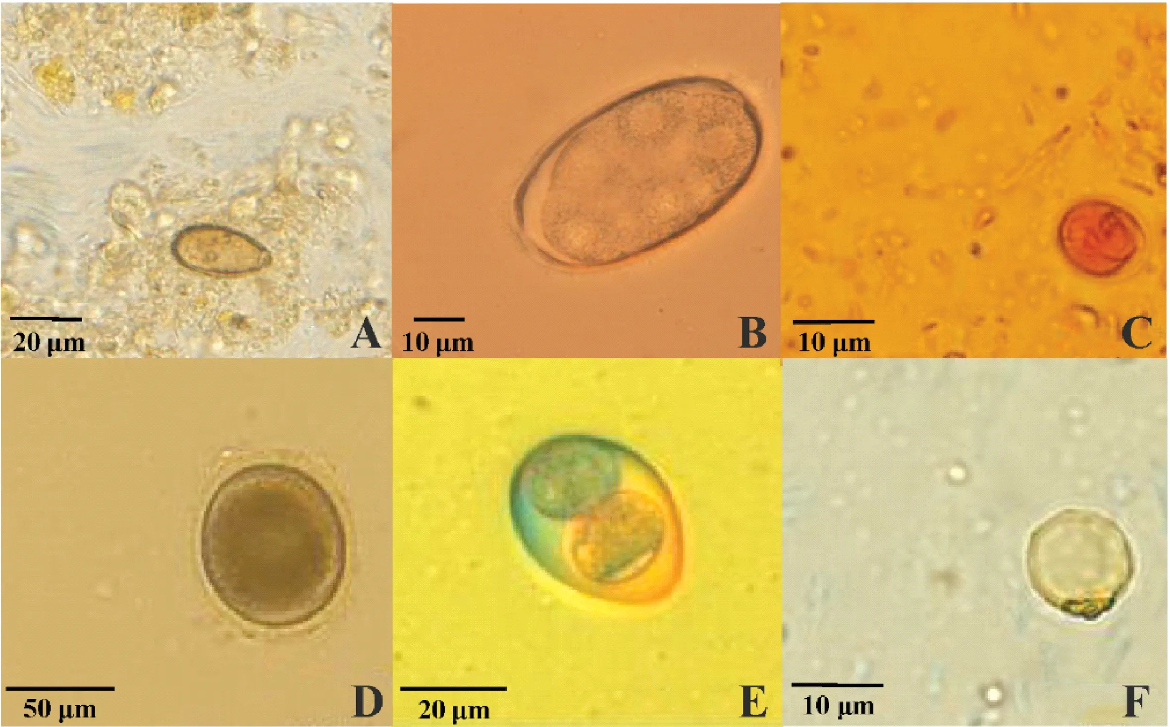 河南省宠物猫华支睾吸虫和其他肠道寄生虫感染状况分析