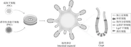 动物肠类器官培养技术