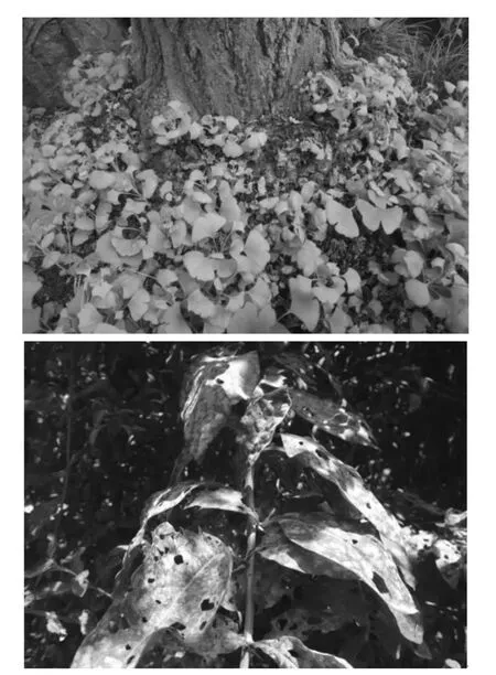 论城市园林植物病虫害现状及绿色防控措施