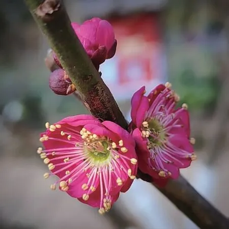 梅花与蜡梅