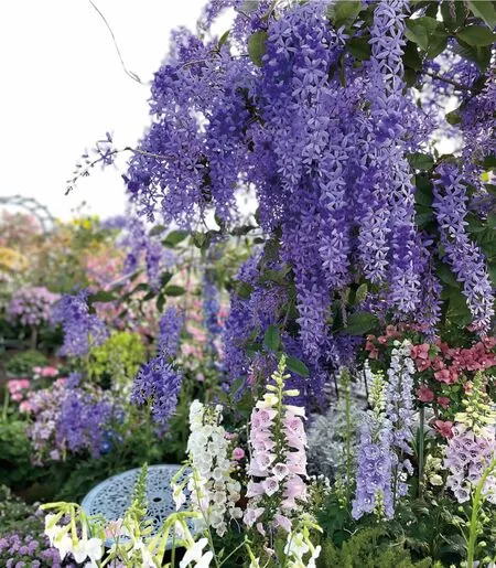 种植笔记——大叶蓝花藤爆花记录
