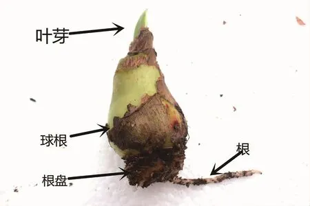 朱顶红种植小经验