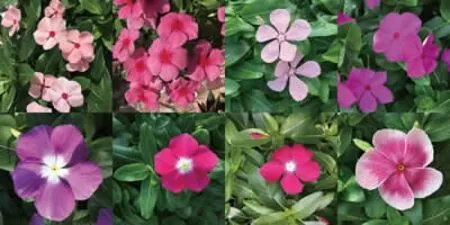 长春花种植记录