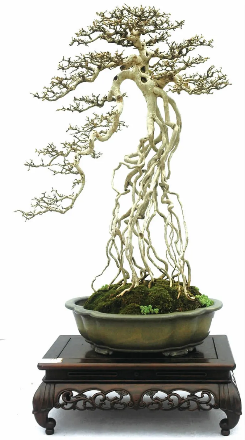 清本正源盆景植物名（三十三）——对节白蜡与湖北梣