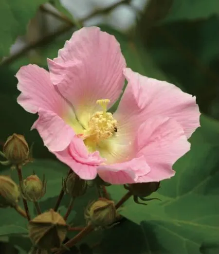 落尽群花独自芳红英浑欲拒严霜——木芙蓉与草芙蓉
