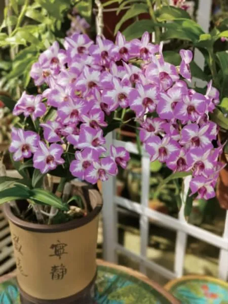 秋石斛养植经验分享
