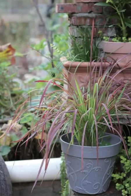 小花园观赏草种植实例低维护的小型观赏草——日本血草、‘金线’石菖蒲