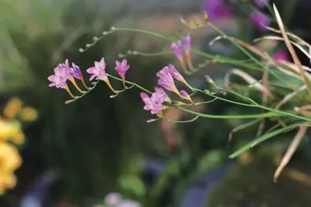 伞花小苍兰的株型调整