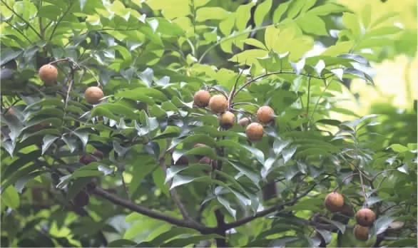 吃水果突然露出“鬼脸”是种什么体验？