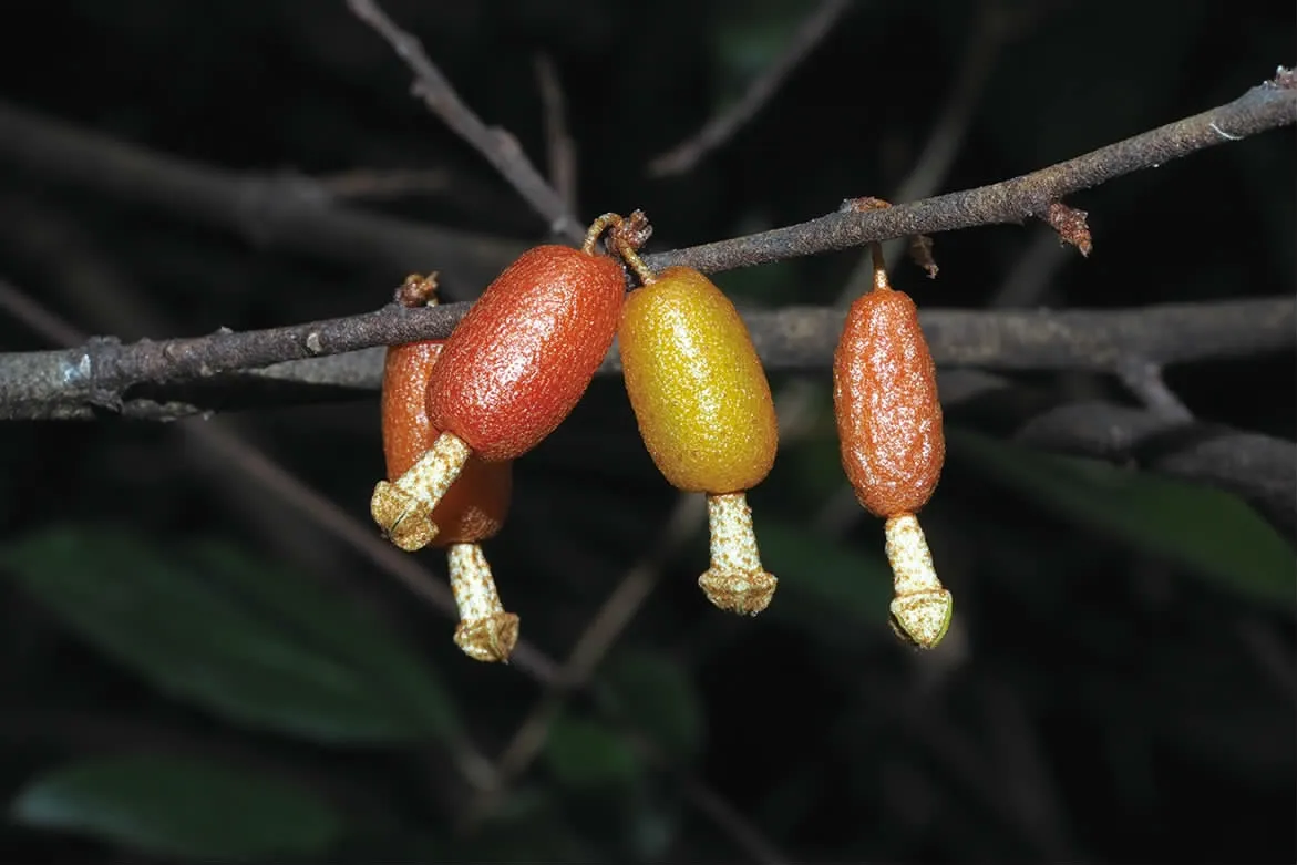 胡颓子果挂满枝