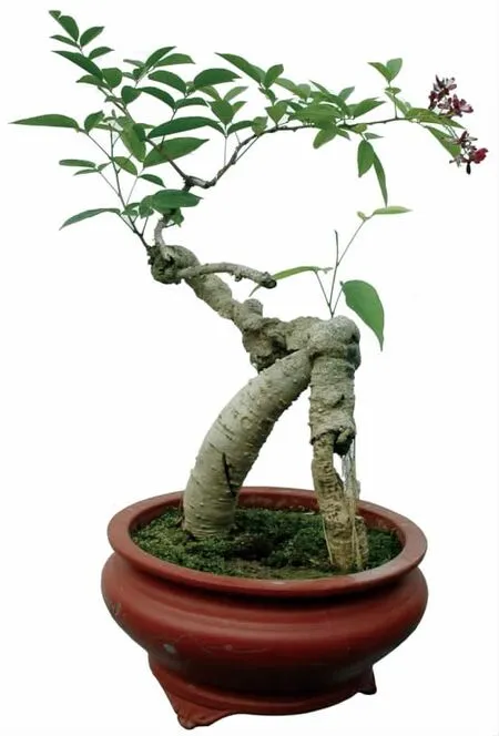 清本正源盆景植物名（二十八）——紫藤与香花鸡血藤