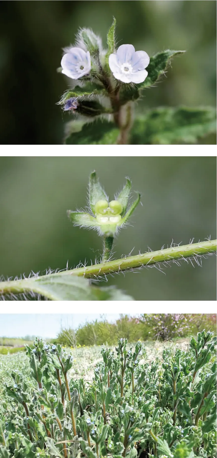河北的五种斑种草