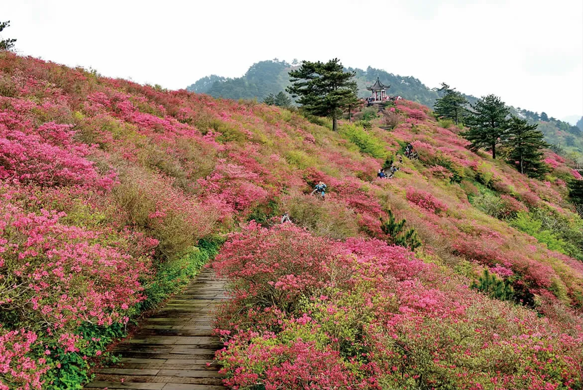 漫漫杜鹃花路（三）——杜鹃花开映山红
