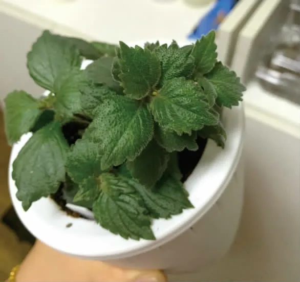 长筒花种植手记——生长期及花期管理