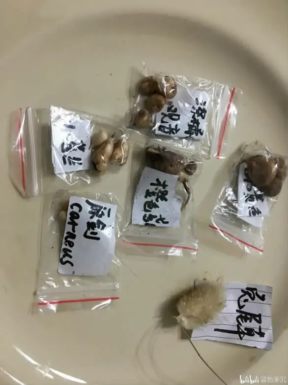 花友的球根礼物——三年时间从买家秀到卖家秀