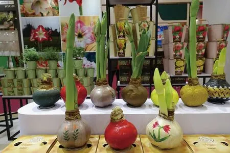 蜡封朱顶红的花后处理