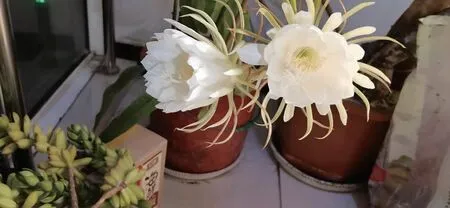 昙花