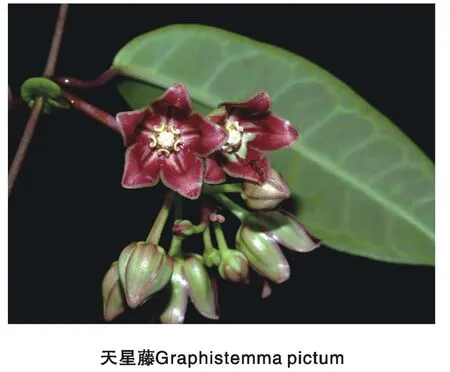 花光卉影
