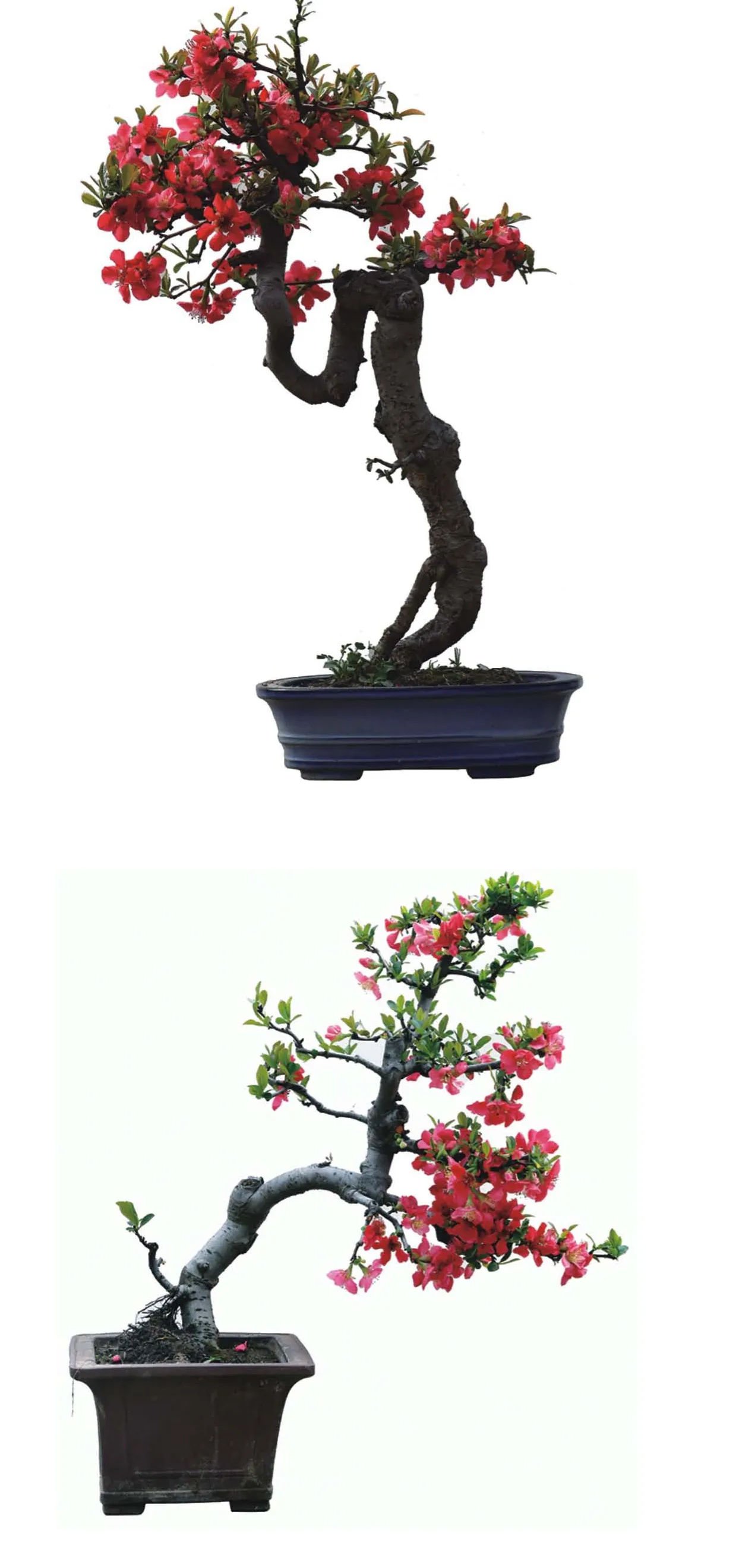 木瓜海棠盆景欣赏