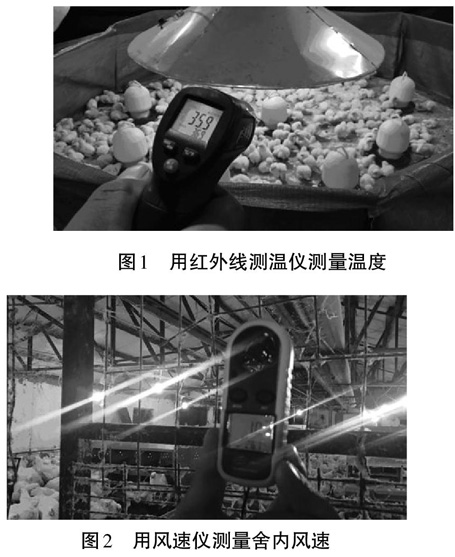 现代肉种鸡生产中的环境和设备要求（上）