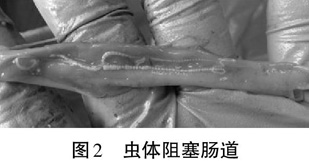一例散养鸡暴发鸡绦虫病的防治