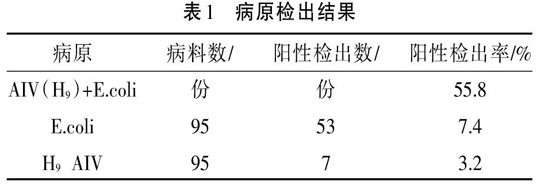 肉仔鸡“肺水肿”流行病学调查及防治