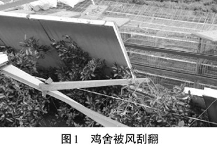 湖北规模化生态养鸡存在的问题与应对措施