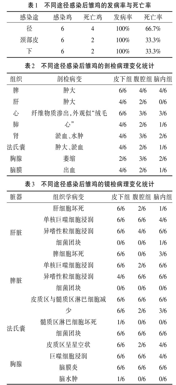 不同途径接种鸡源链球菌对雏鸡致病性差异