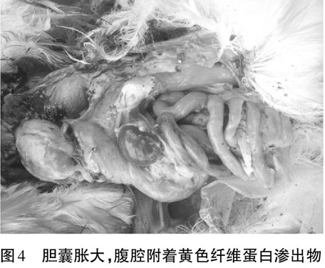 青年蛋鸡大肠杆菌病的诊治