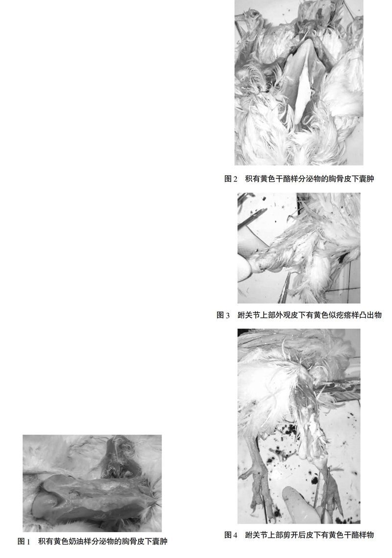 育成鸡严防滑液囊霉形体和大肠杆菌的混和感染