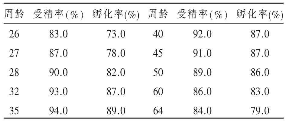 现代肉种鸡受精率和孵化率的管理要点（上）