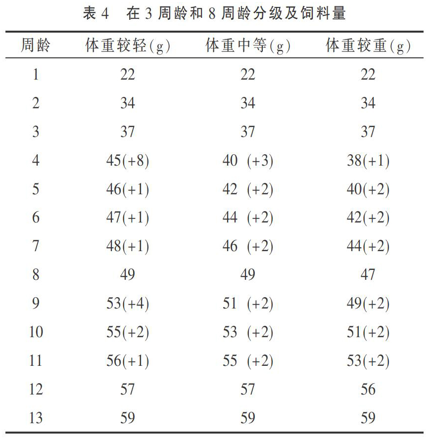 现代肉种母鸡管理的关注点（下）