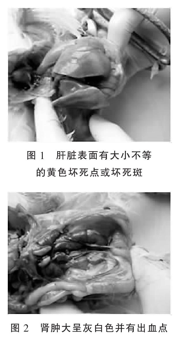 鸡包涵体肝炎的诊断方法与防制措施