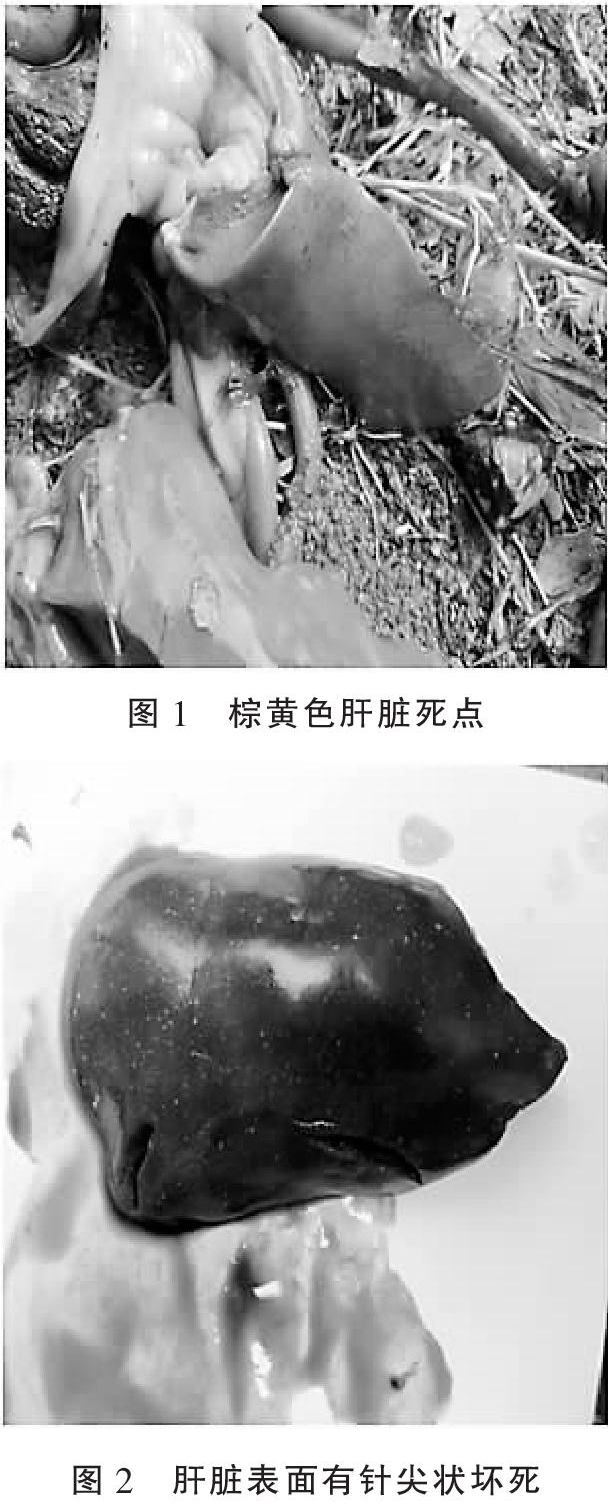 鸭霍乱的诊断和防治