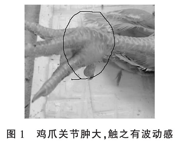 商品蛋鸡传染性滑膜炎的诊治