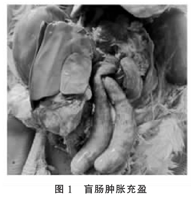 一例鸡组织滴虫病的诊治