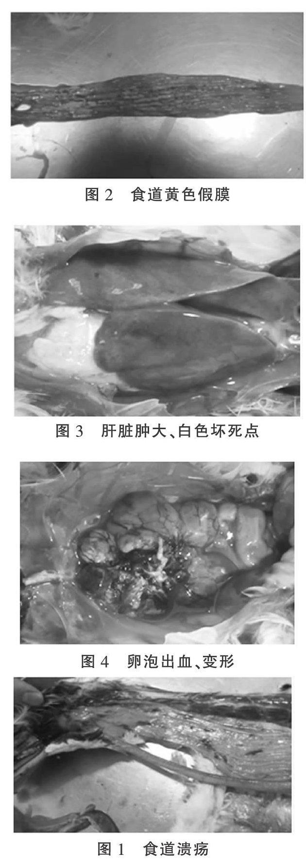一例白羽肉种鸭感染鸭瘟的诊治报告