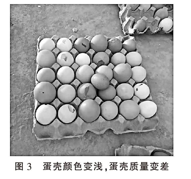 蛋鸡霉菌毒素的诊疗分析