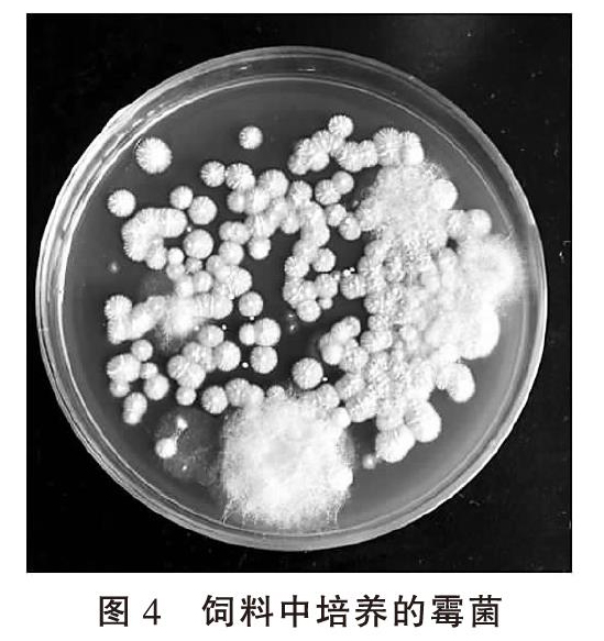 饲料霉变致蛋鸡产蛋率下降的诊断
