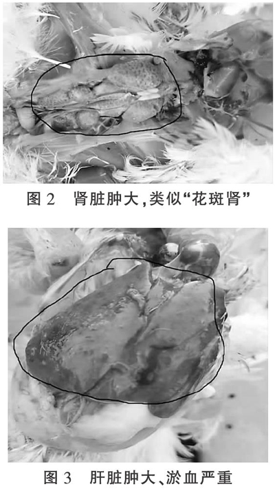 一例鸡肾型传染性支气管炎病的诊疗与体会