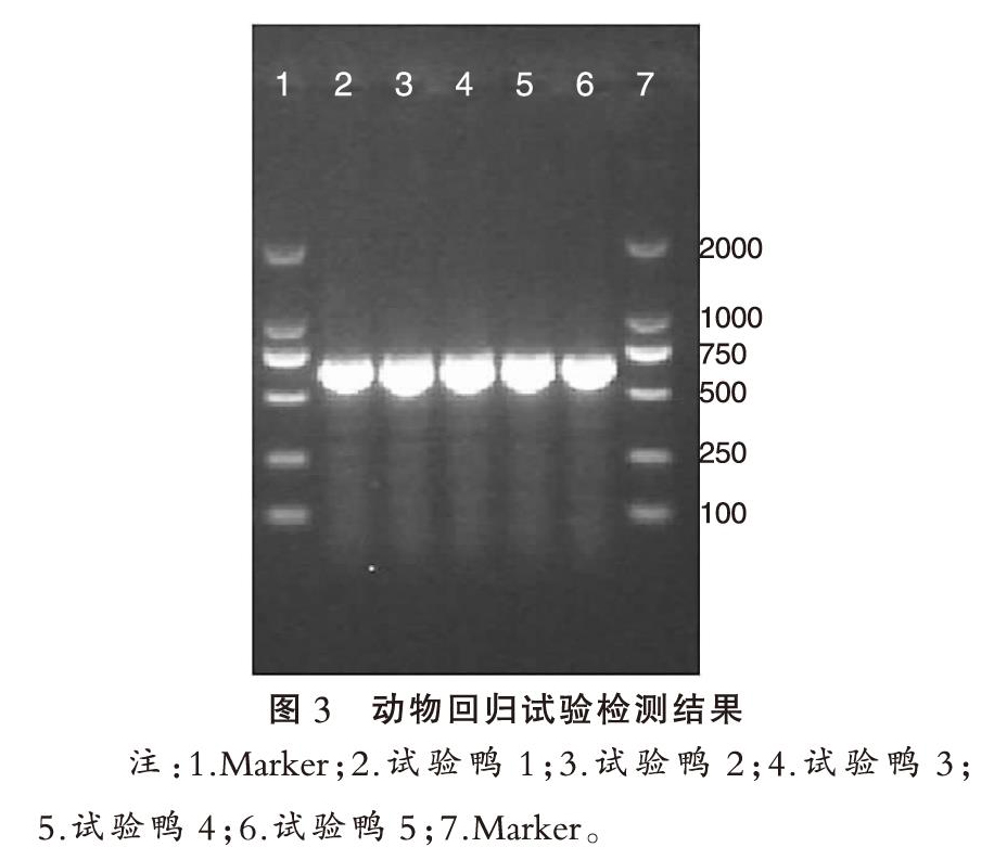 一例种鸭病毒性肠炎与圆环病毒混合感染的实验室诊断