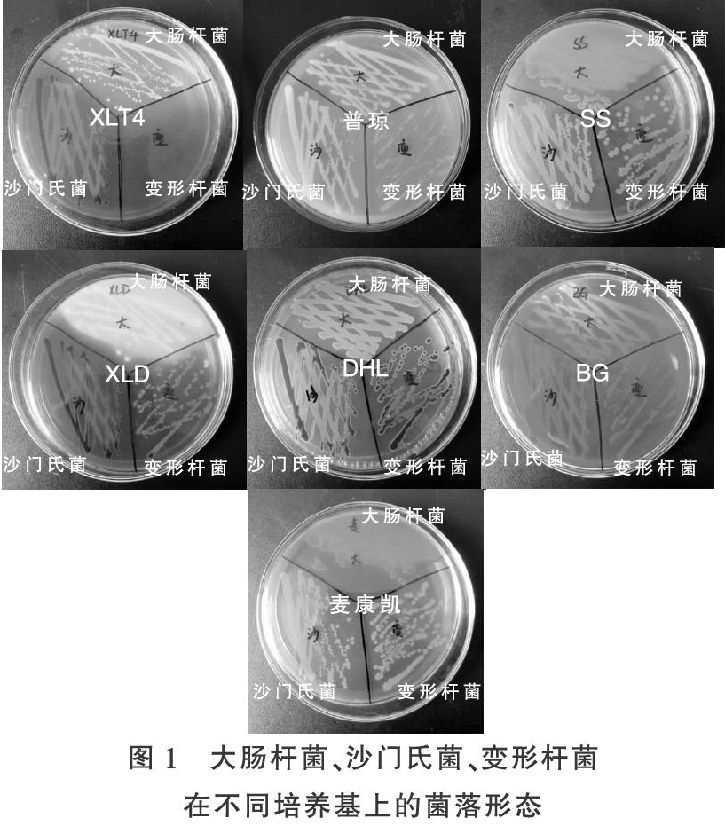 有效选择沙门氏菌培养基