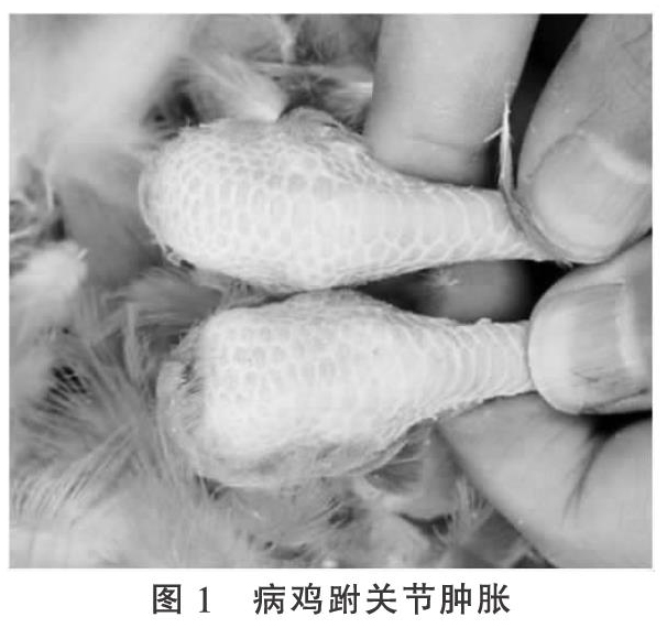 一例蛋鸡滑液囊支原体病的诊治