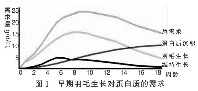 父母代肉种母鸡饲养管理的四个关键点(上)