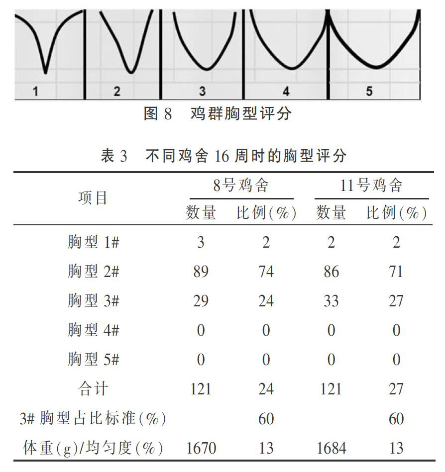 父母代肉种母鸡饲养管理的四个关键点(下)