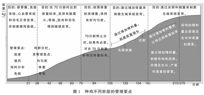 肉种鸡体重控制的技术要点