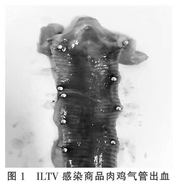 肉鸡传染性喉气管炎的发生和诊断及其PCR诊断方法的建立