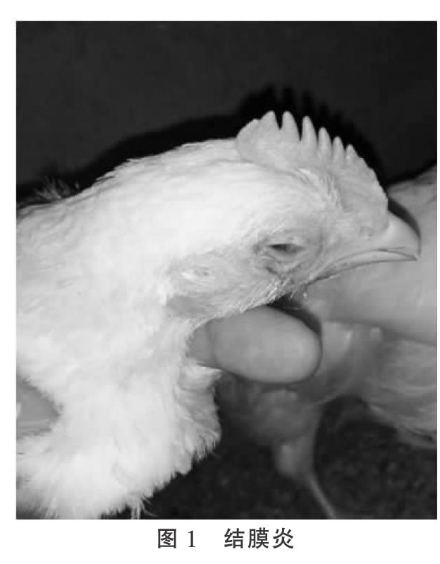 一例817肉杂鸡传染性喉气管炎诊治