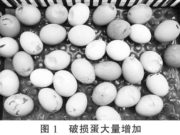 野生禽类传播引起蛋鸡产蛋下降综合征的应对措施