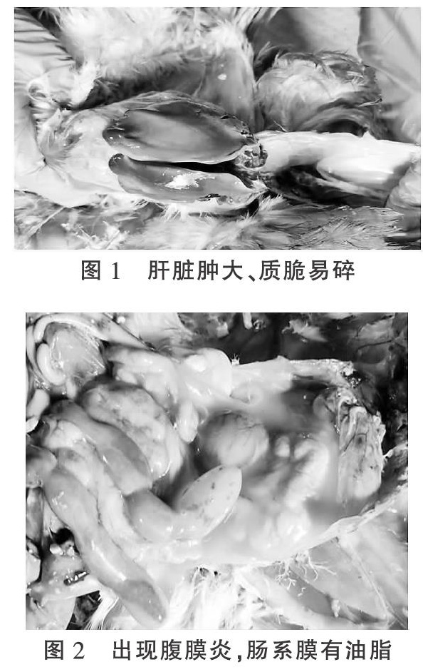 浅析蛋鸡脂肪肝综合征的诊疗